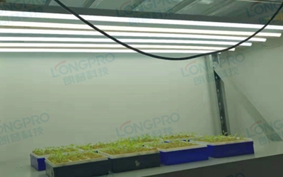 UV紫外線照射實驗：植物如何應(yīng)對自然環(huán)境中的紫外線威脅？